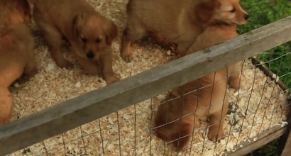 Трейлер (украински дублированный)